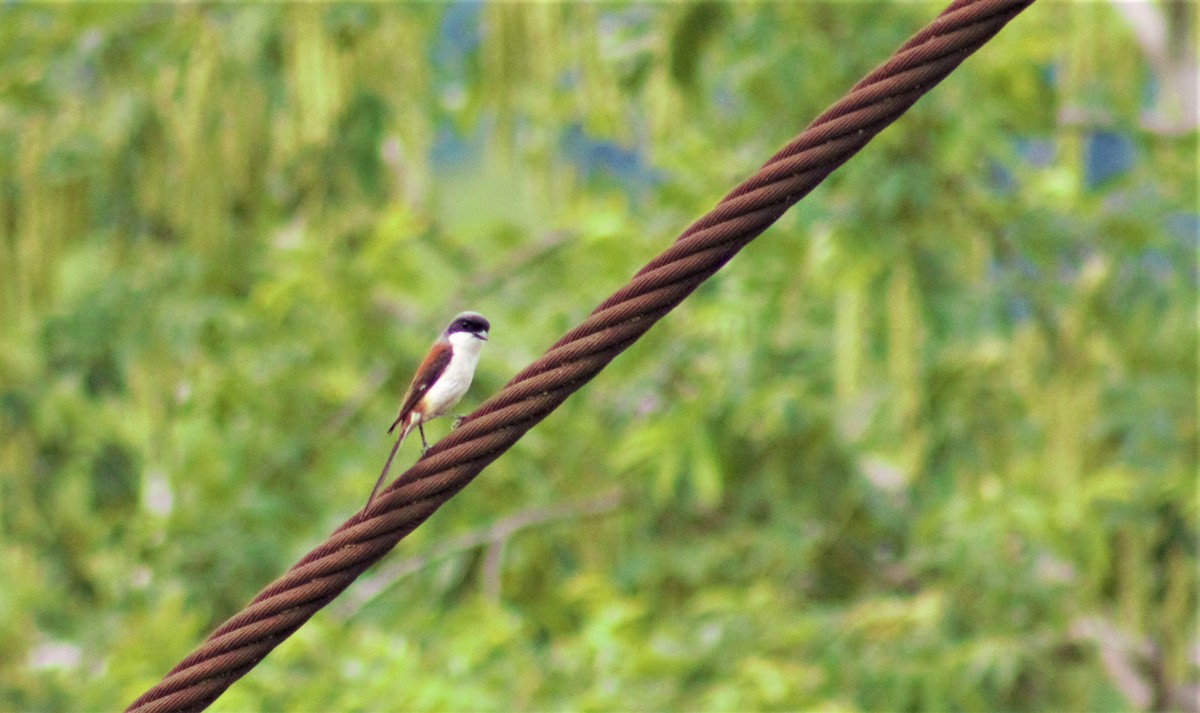 Burmese Shrike - ML336797791