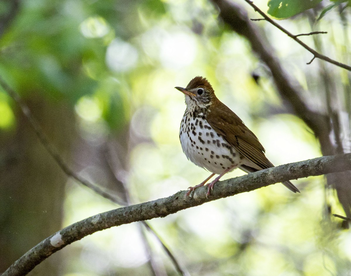 Wood Thrush - ML336797931