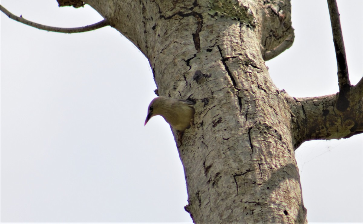 Chestnut-tailed Starling - ML336797961