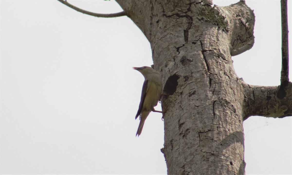 Chestnut-tailed Starling - ML336797971