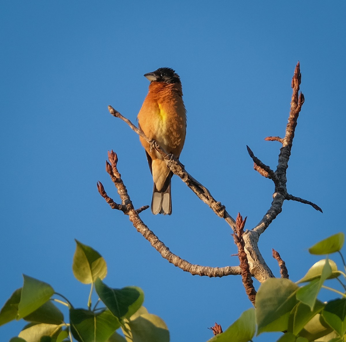 Black-headed Grosbeak - ML336798041