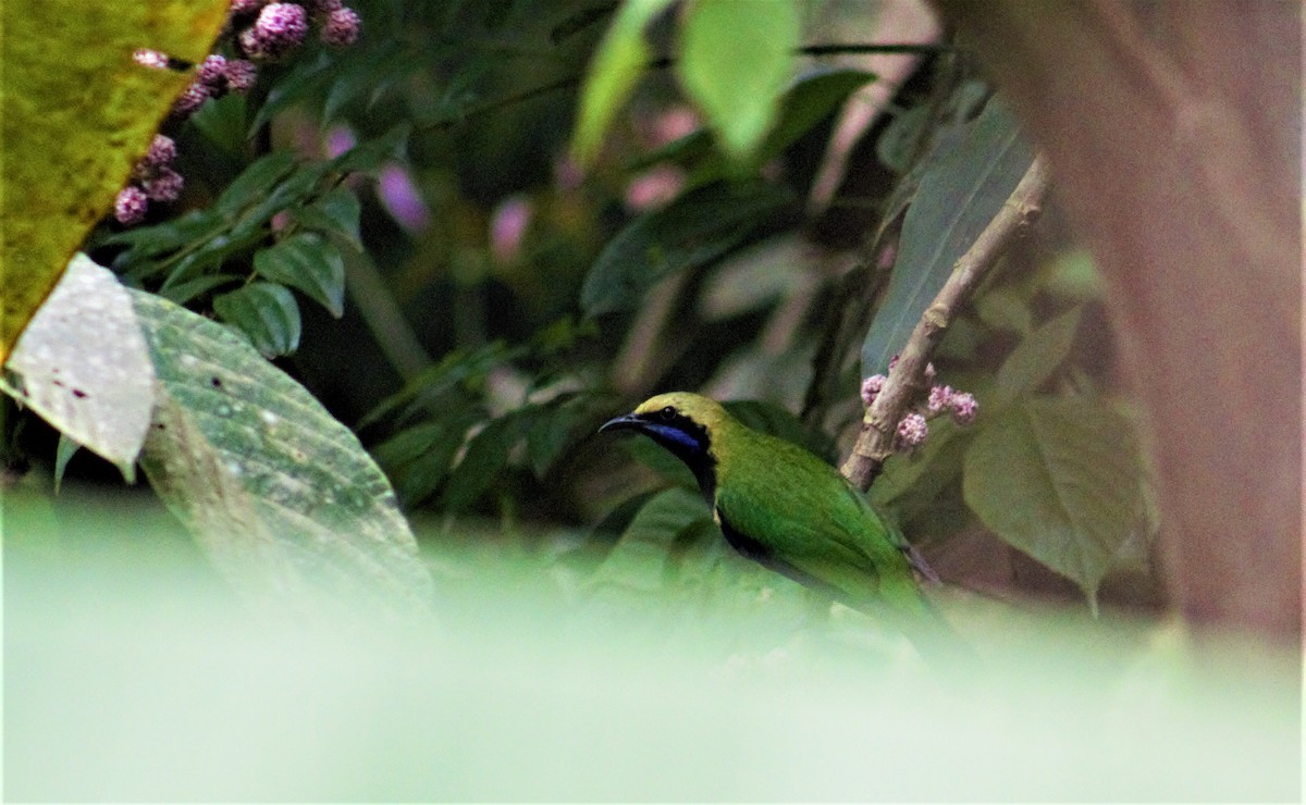 Orange-bellied Leafbird - ML336798051