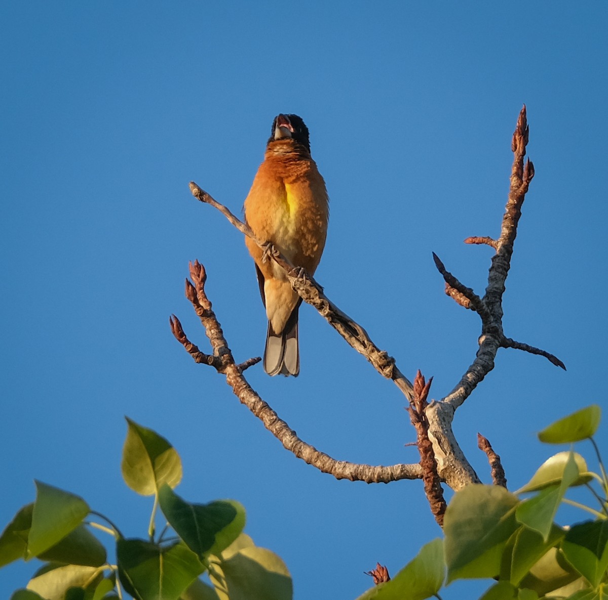 Black-headed Grosbeak - ML336798111