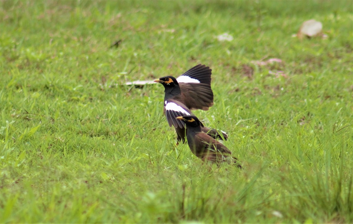 Common Myna - Souvit Chuekongya