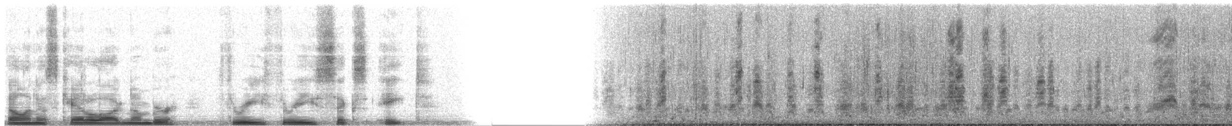 Gabbiano di Bonaparte - ML3368