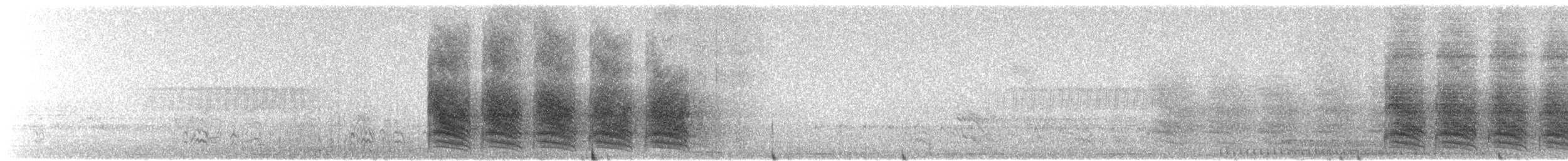 Chara de Steller (grupo stelleri) - ML336801321