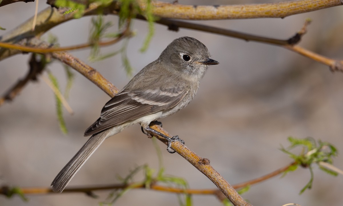 Dusky Flycatcher - ML336802371