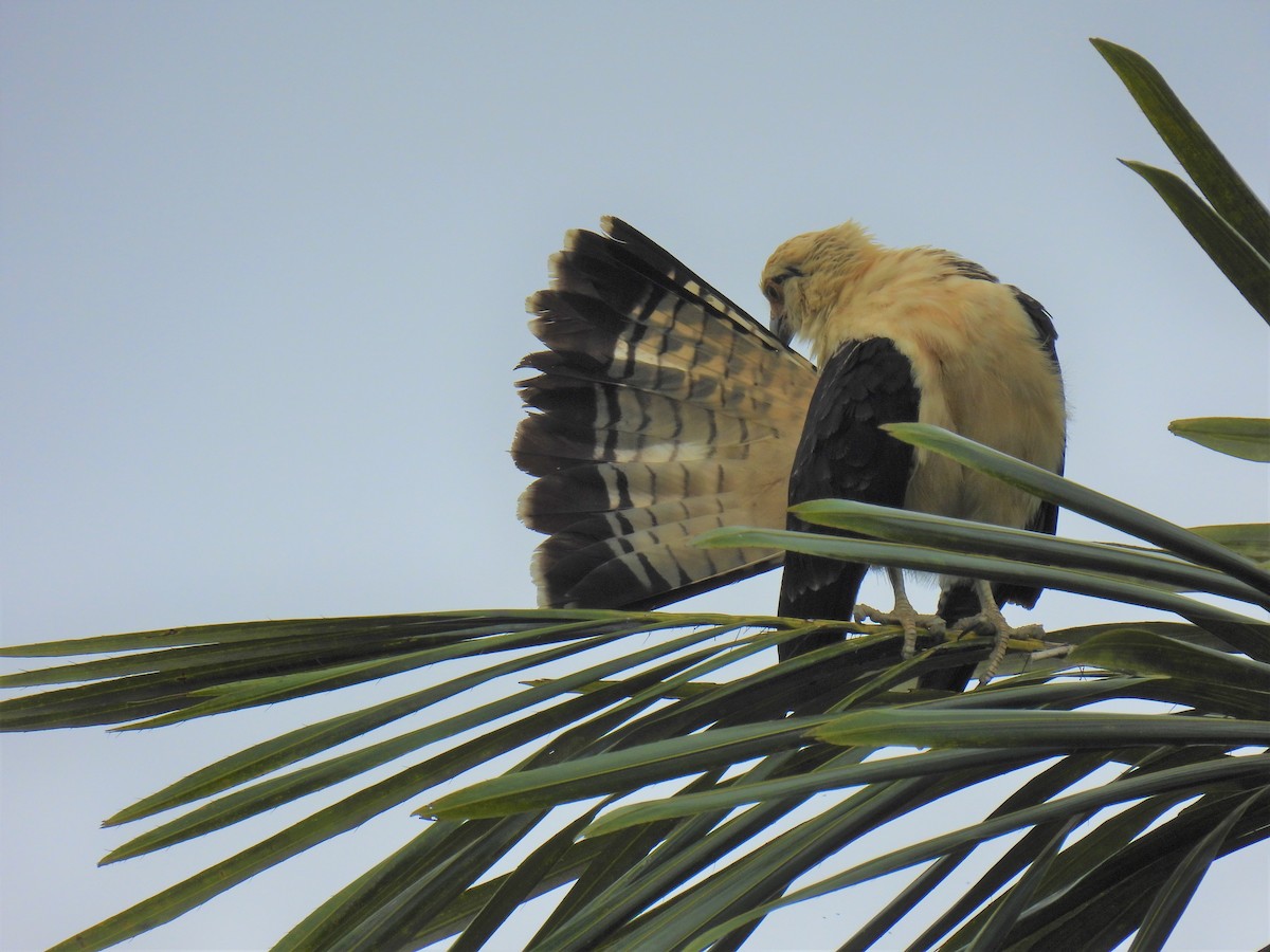 Yellow-headed Caracara - ML336803051