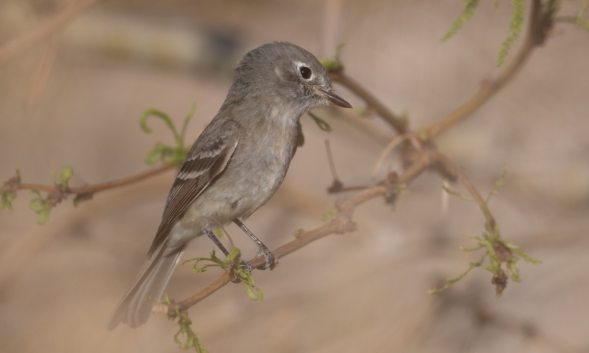 Dusky Flycatcher - Brian Sullivan
