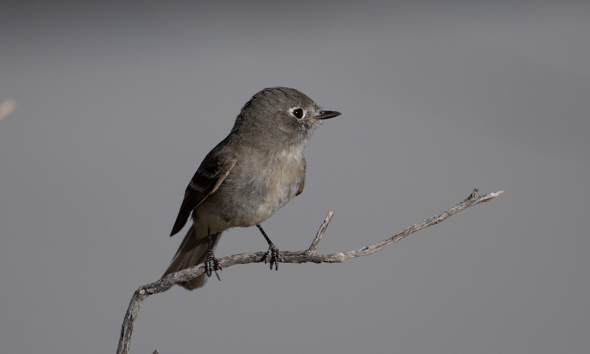 Dusky Flycatcher - ML336803701