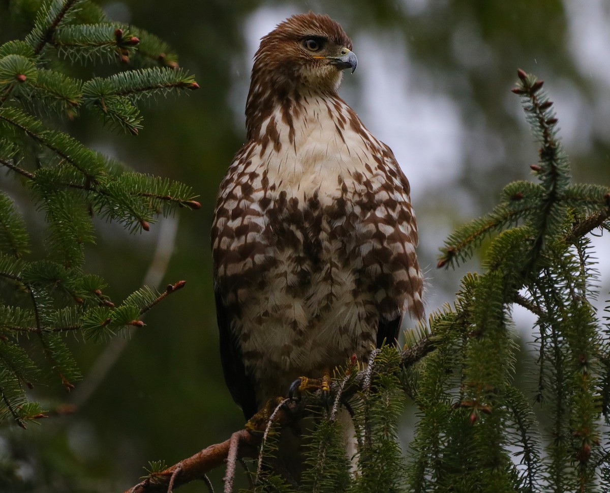 Red-tailed Hawk - ML336804141
