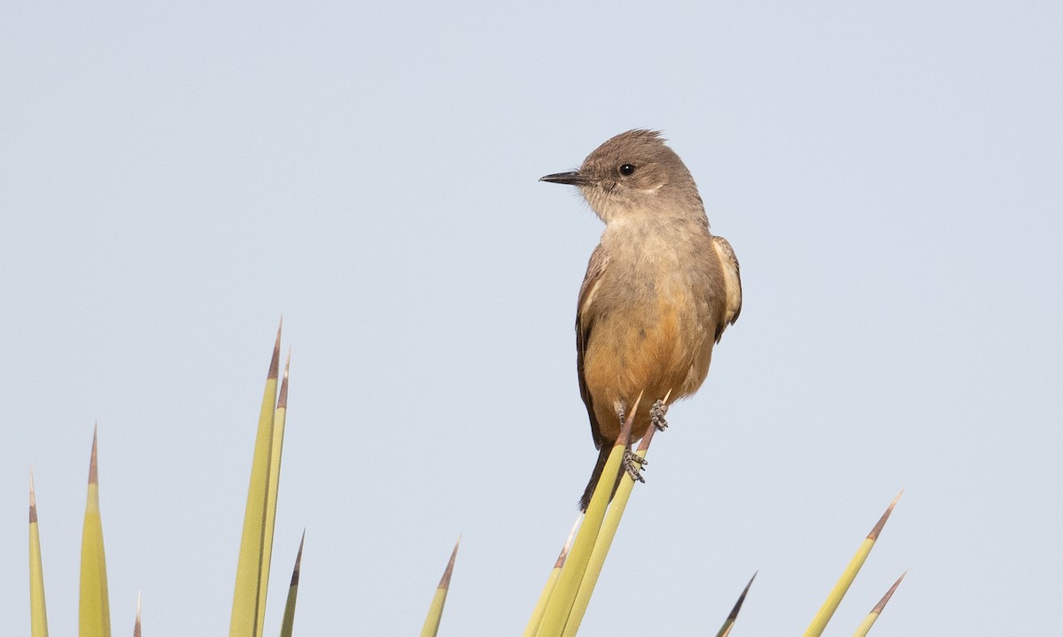 Say's Phoebe - Brian Sullivan