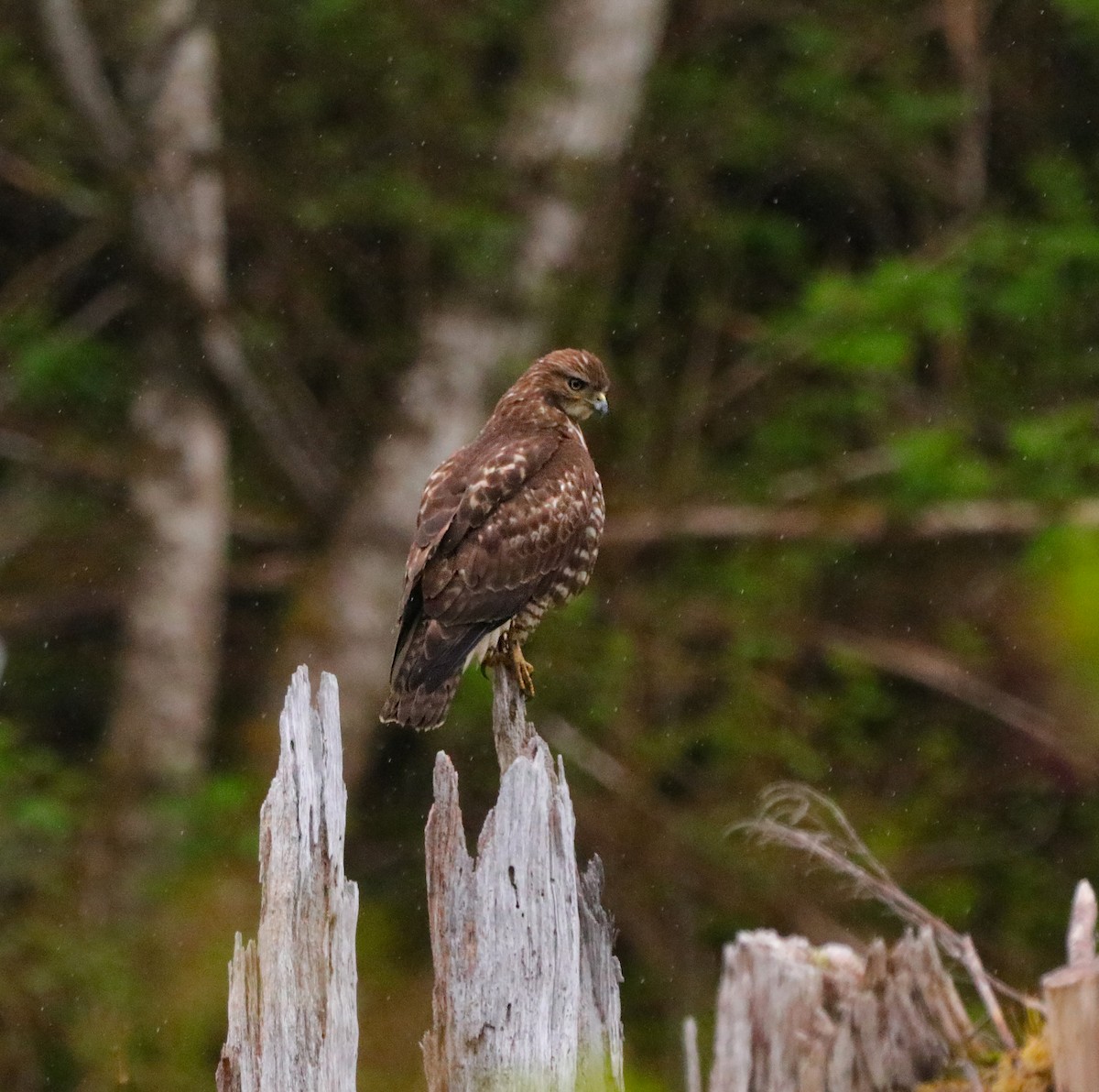 Red-tailed Hawk - ML336804851