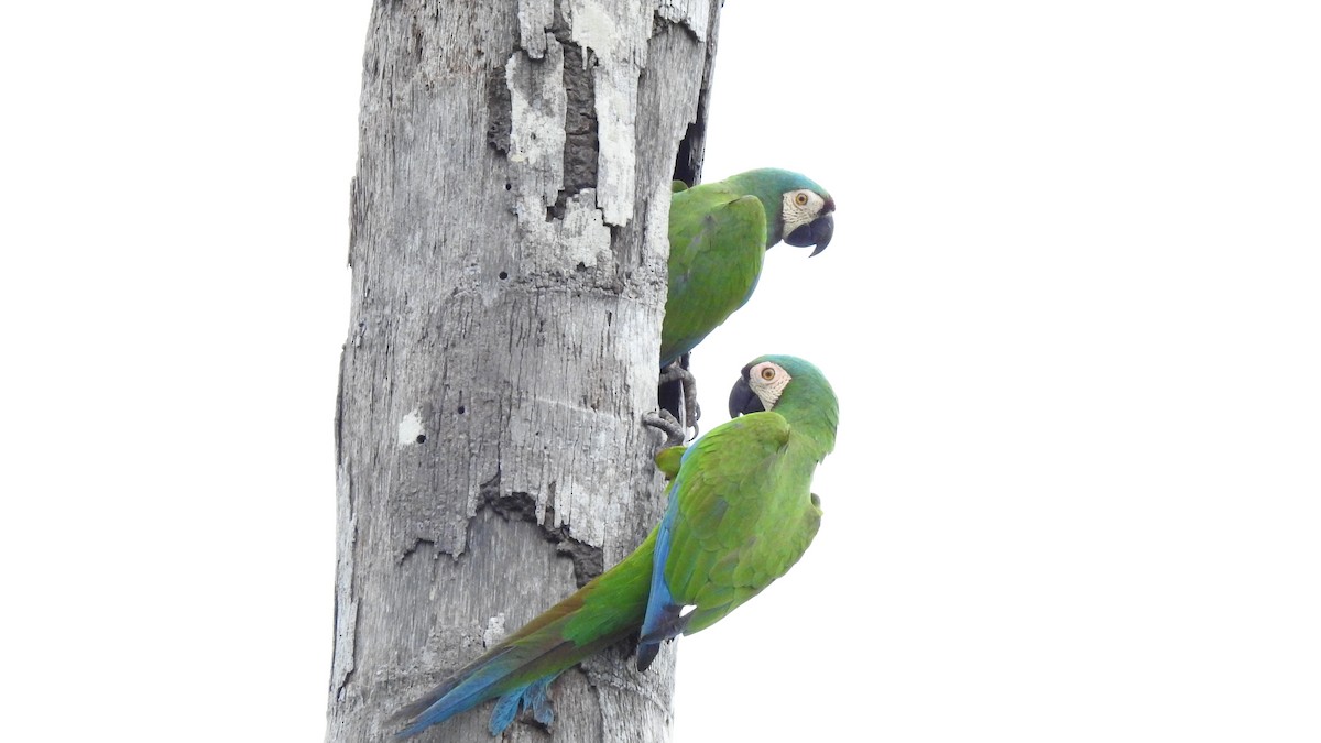 Chestnut-fronted Macaw - ML336806531