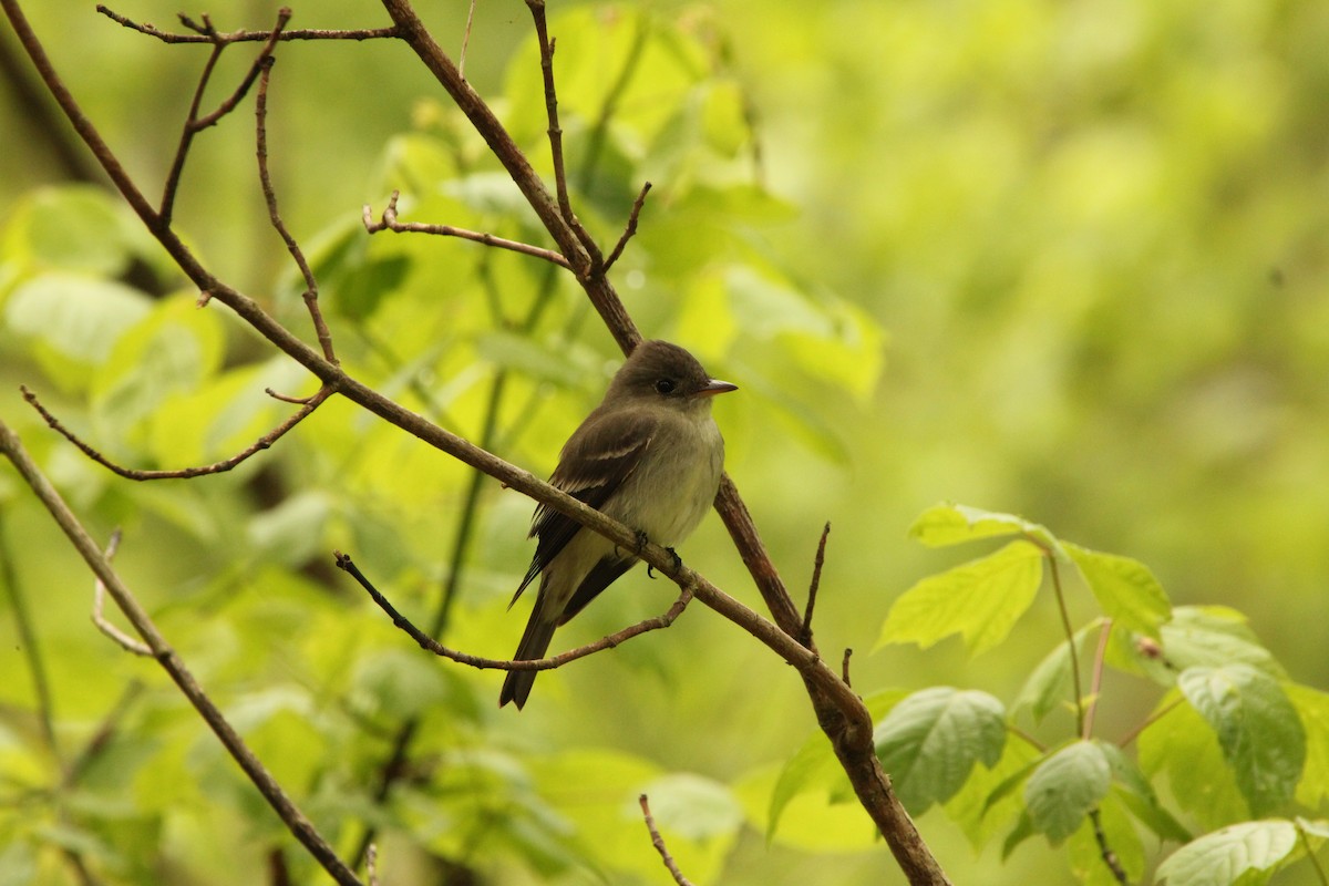 Eastern Wood-Pewee - ML336807981