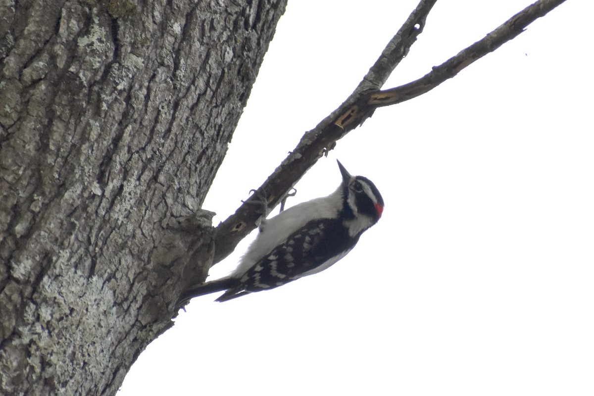 Downy Woodpecker - ML336810291