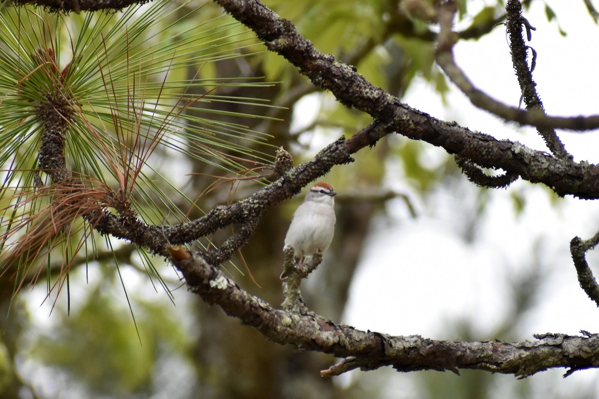 Chipping Sparrow - Noah Daun