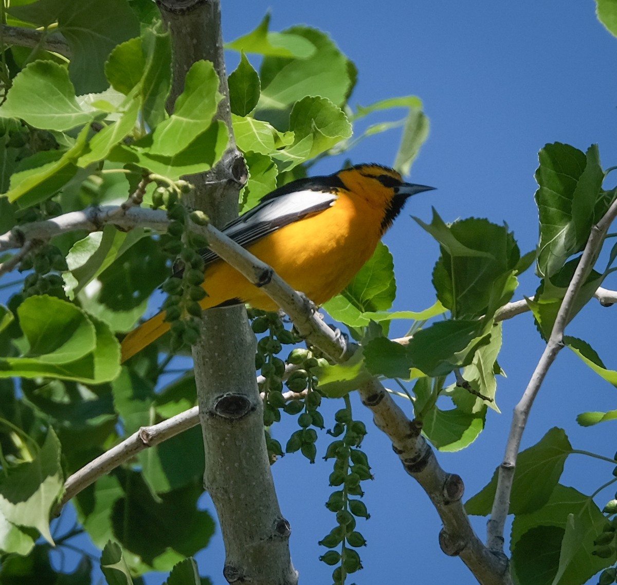 Bullock's Oriole - ML336810831