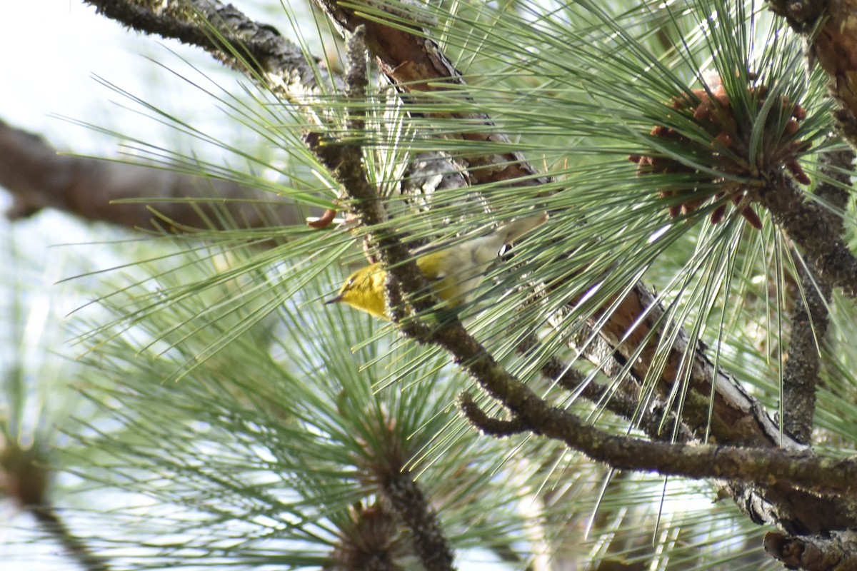 Pine Warbler - ML336810841