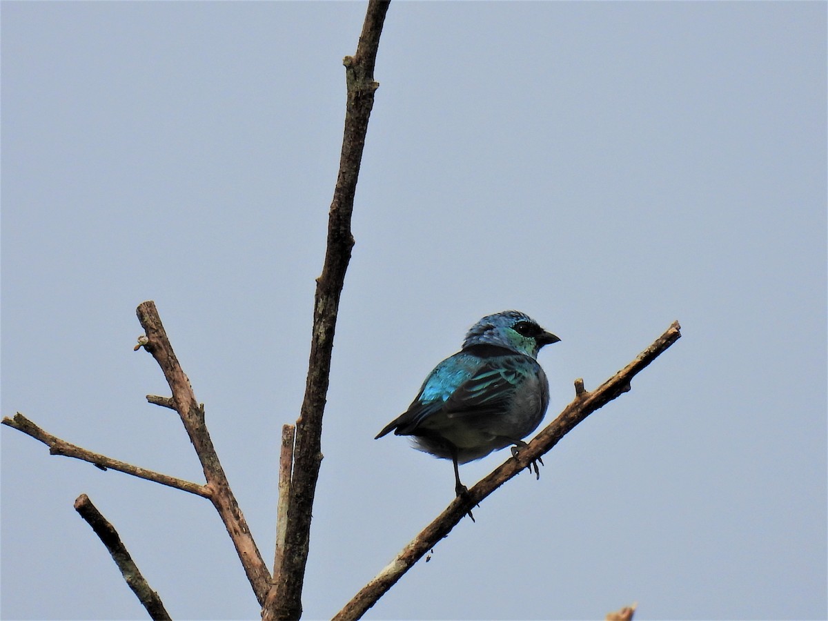 Masked Tanager - RUTH GONZALEZ PULIDO