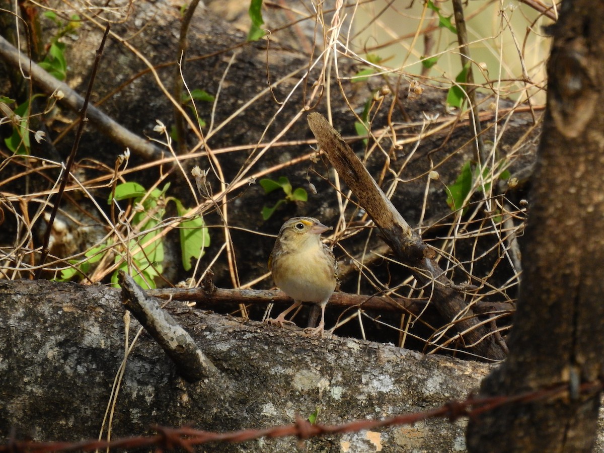 Grasshopper Sparrow - ML336814341