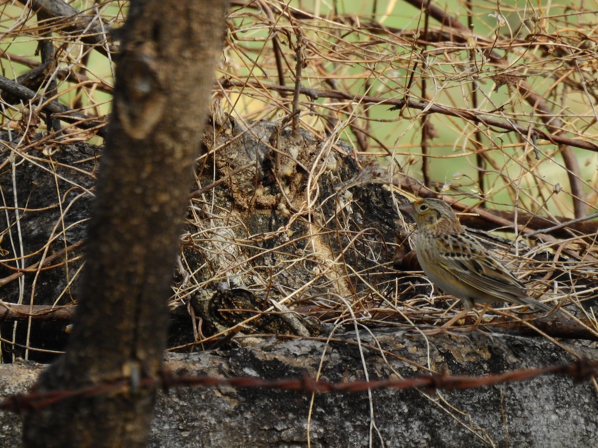 Grasshopper Sparrow - ML336814531