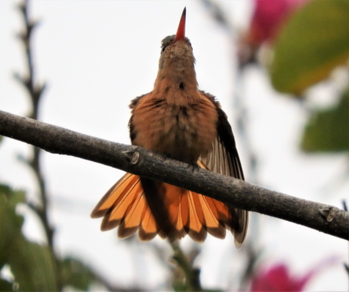 Cinnamon Hummingbird - Sheila Nale