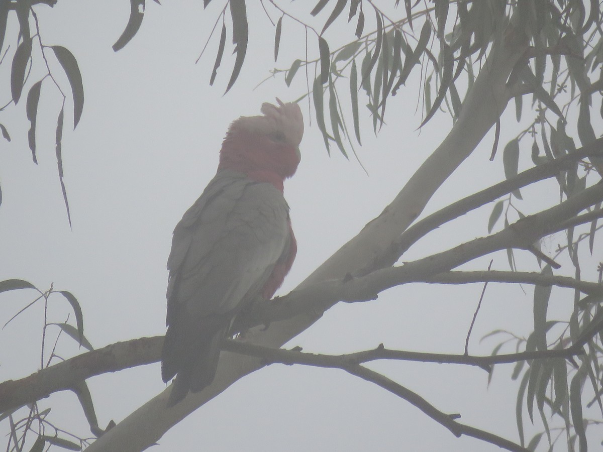 Cacatúa Galah - ML336815781