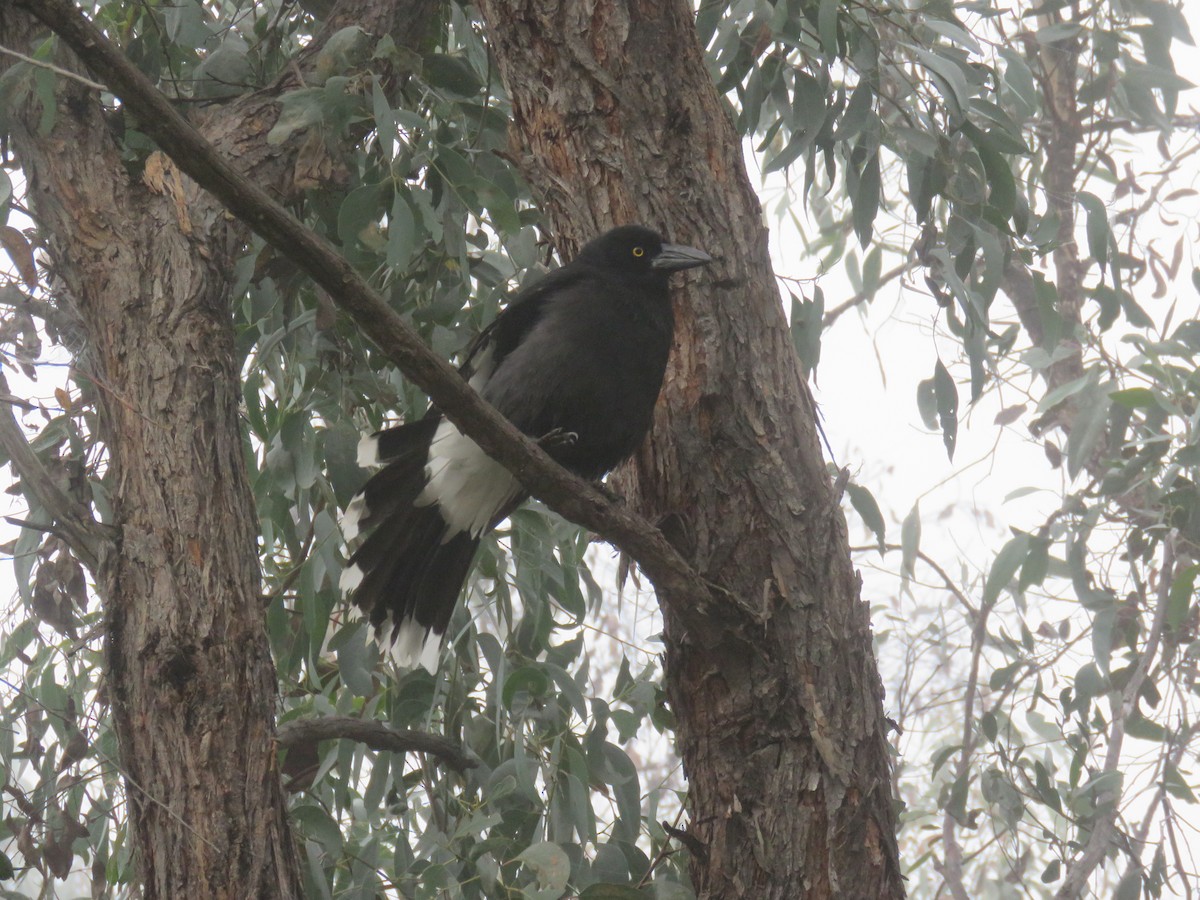 Pied Currawong - Stan Jarzynski