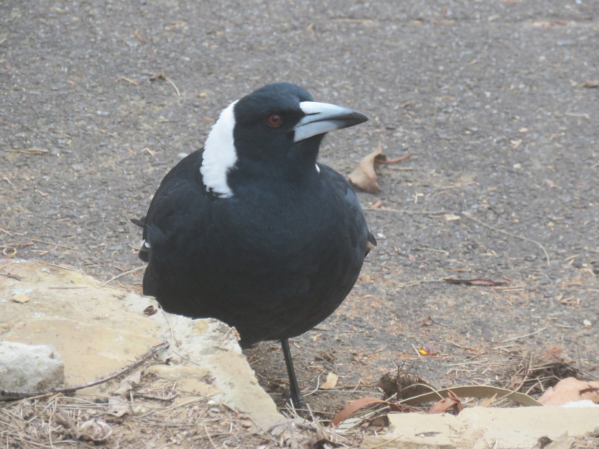 Australian Magpie - ML336816011