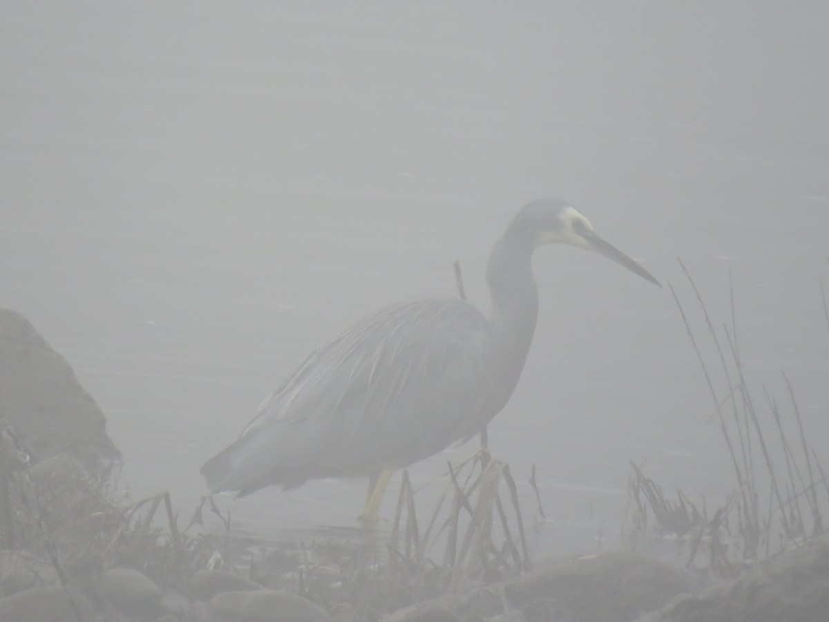 White-faced Heron - ML336816081