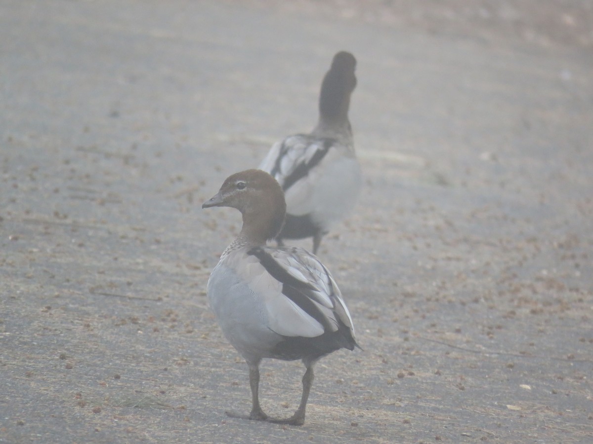 Canard à crinière - ML336816191