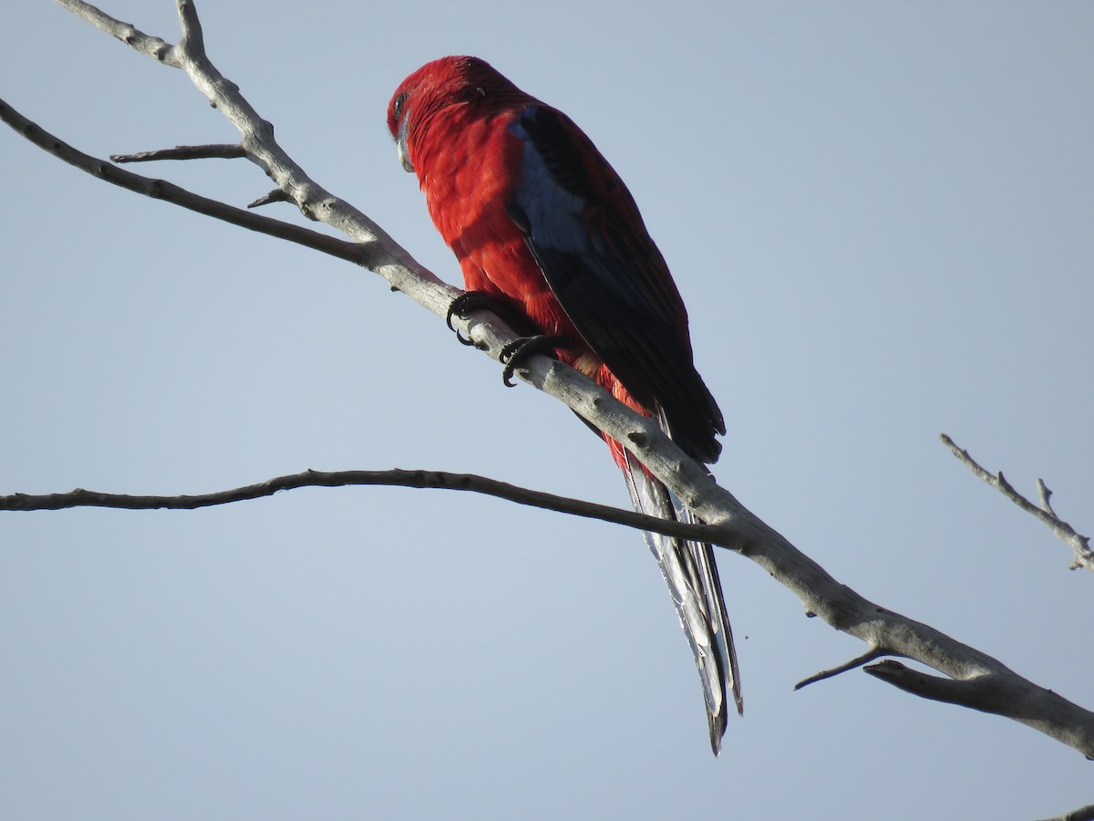 Crimson Rosella - ML336816431