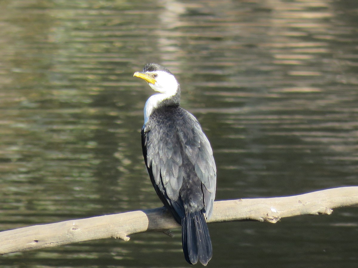 Little Pied Cormorant - ML336816641