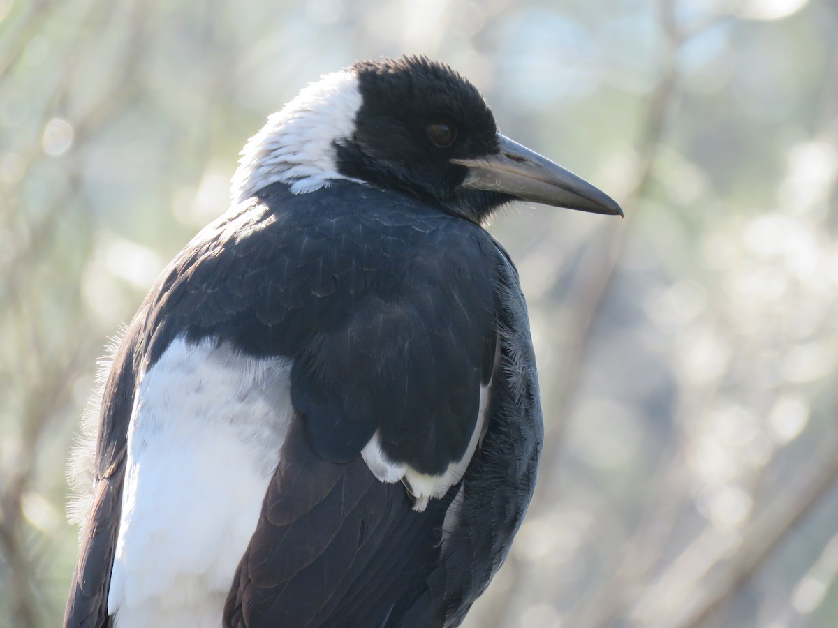 Australian Magpie - ML336816961