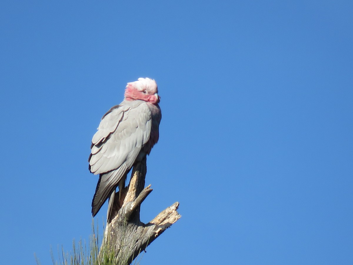 Cacatúa Galah - ML336816981