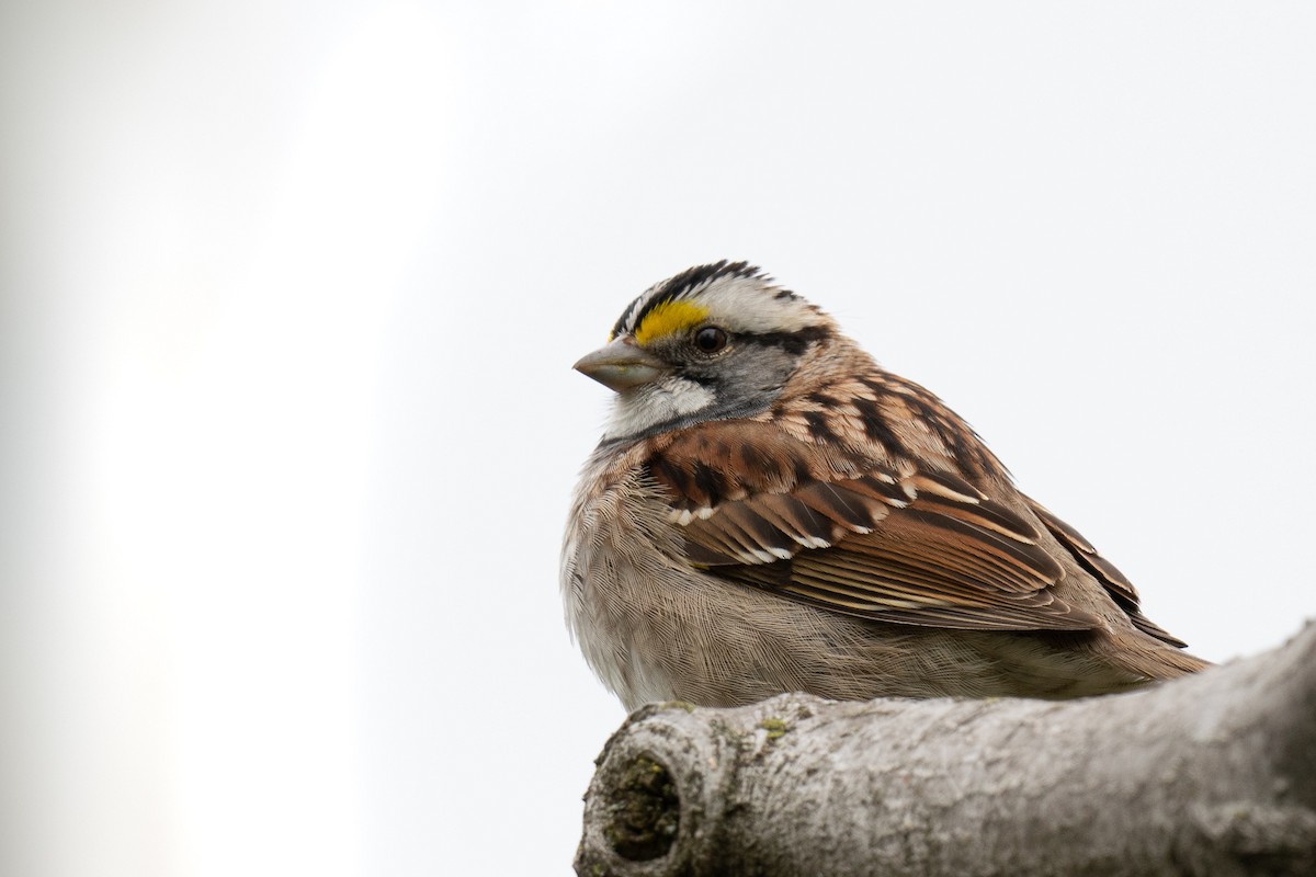 White-throated Sparrow - Garrett  Kenny