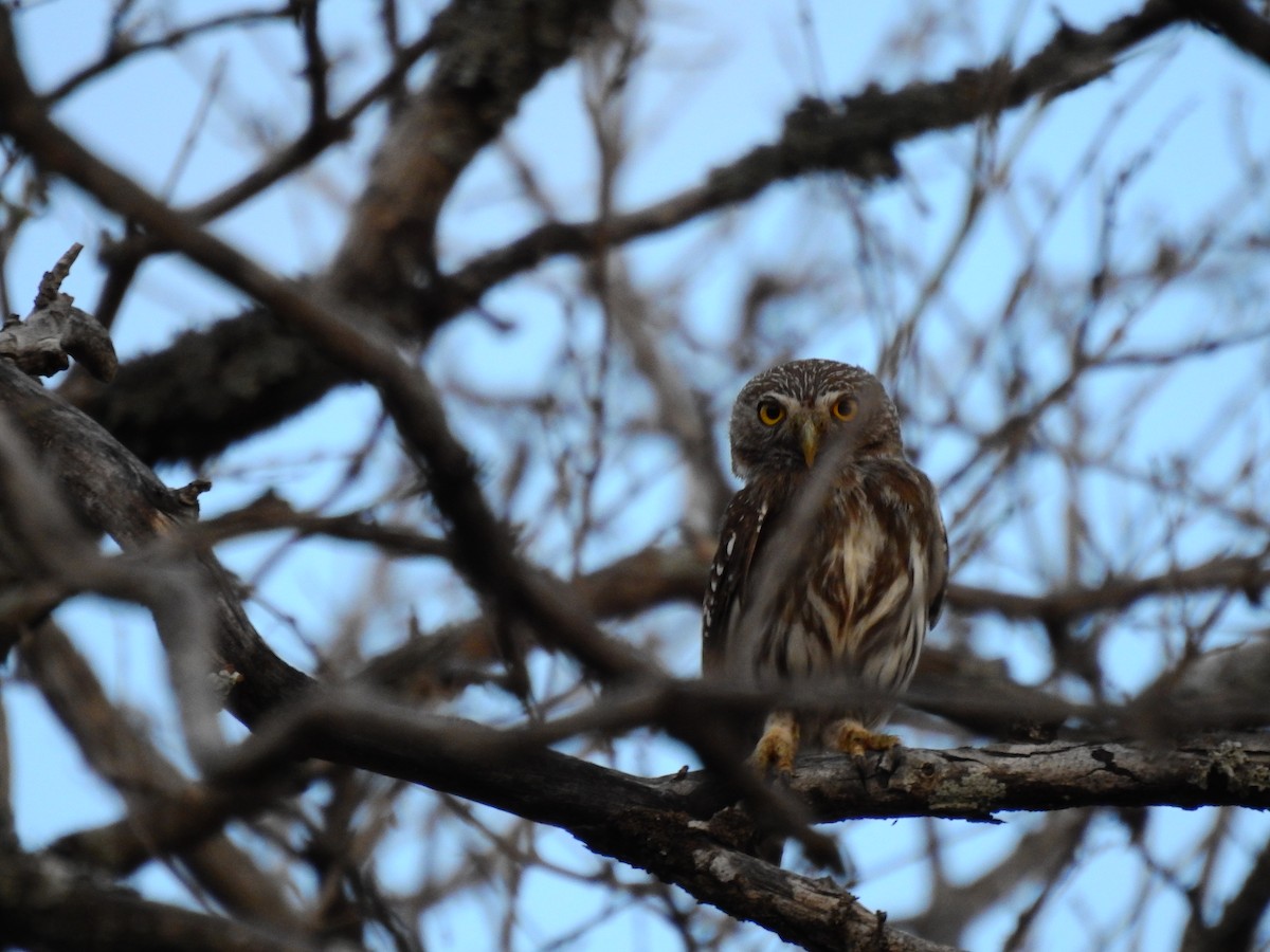 Ferruginous Pygmy-Owl - ML336818001