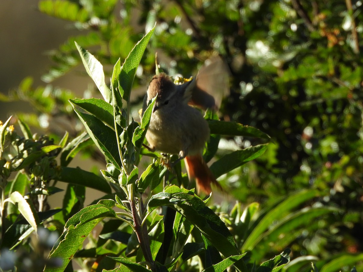 Brown-capped Tit-Spinetail - ML336818191