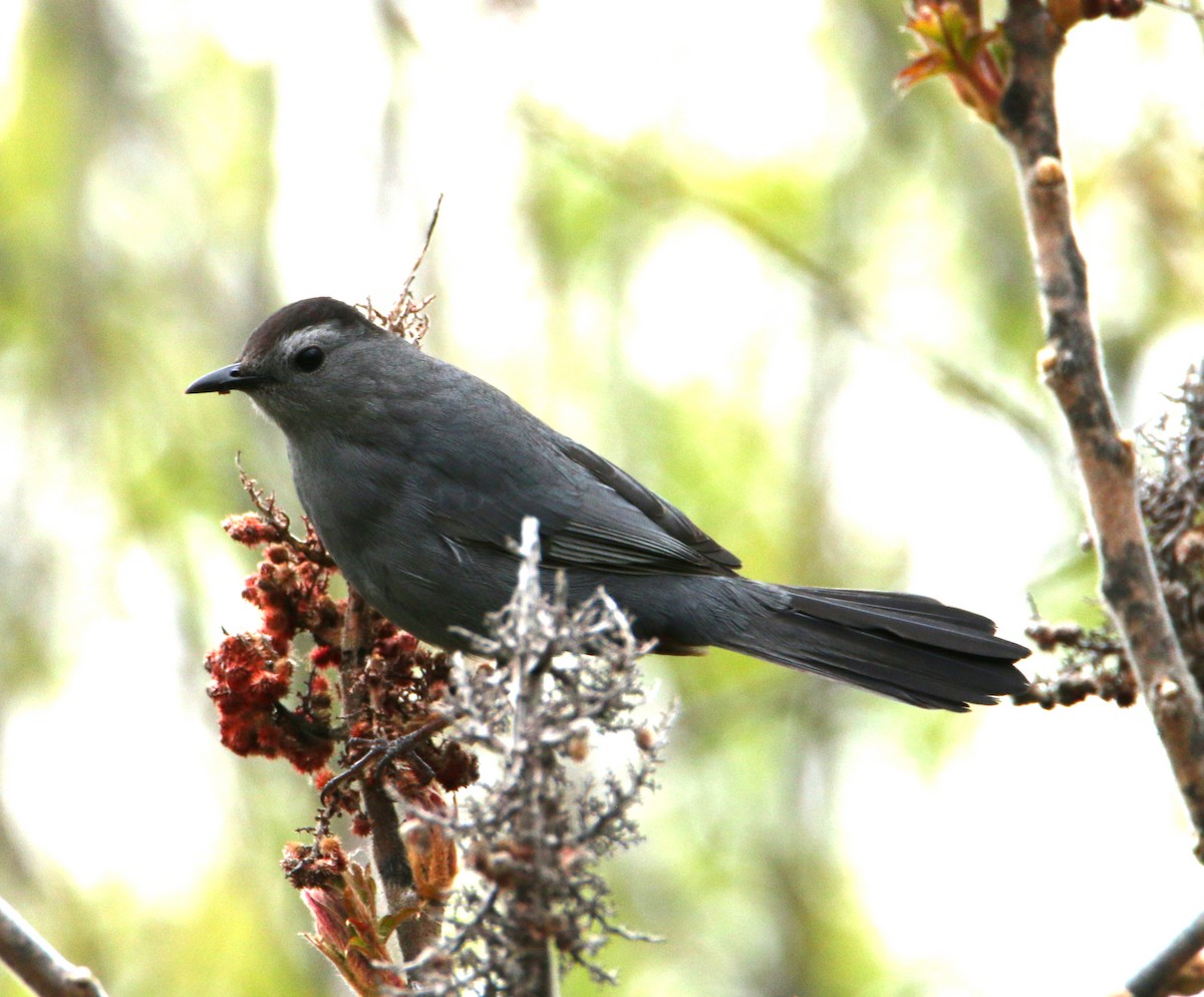 Gray Catbird - ML336818741