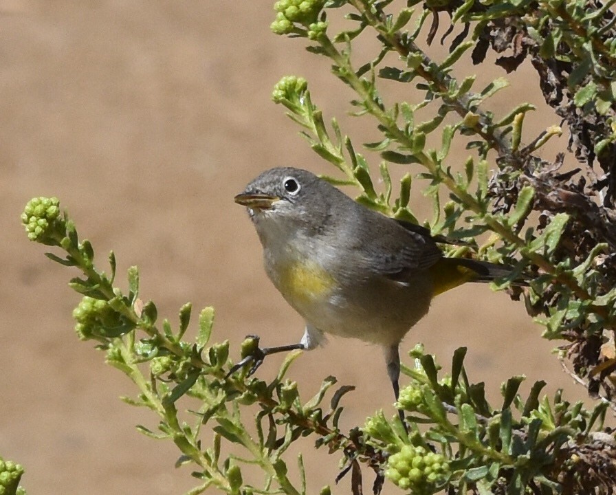Virginia's Warbler - Don Hoechlin
