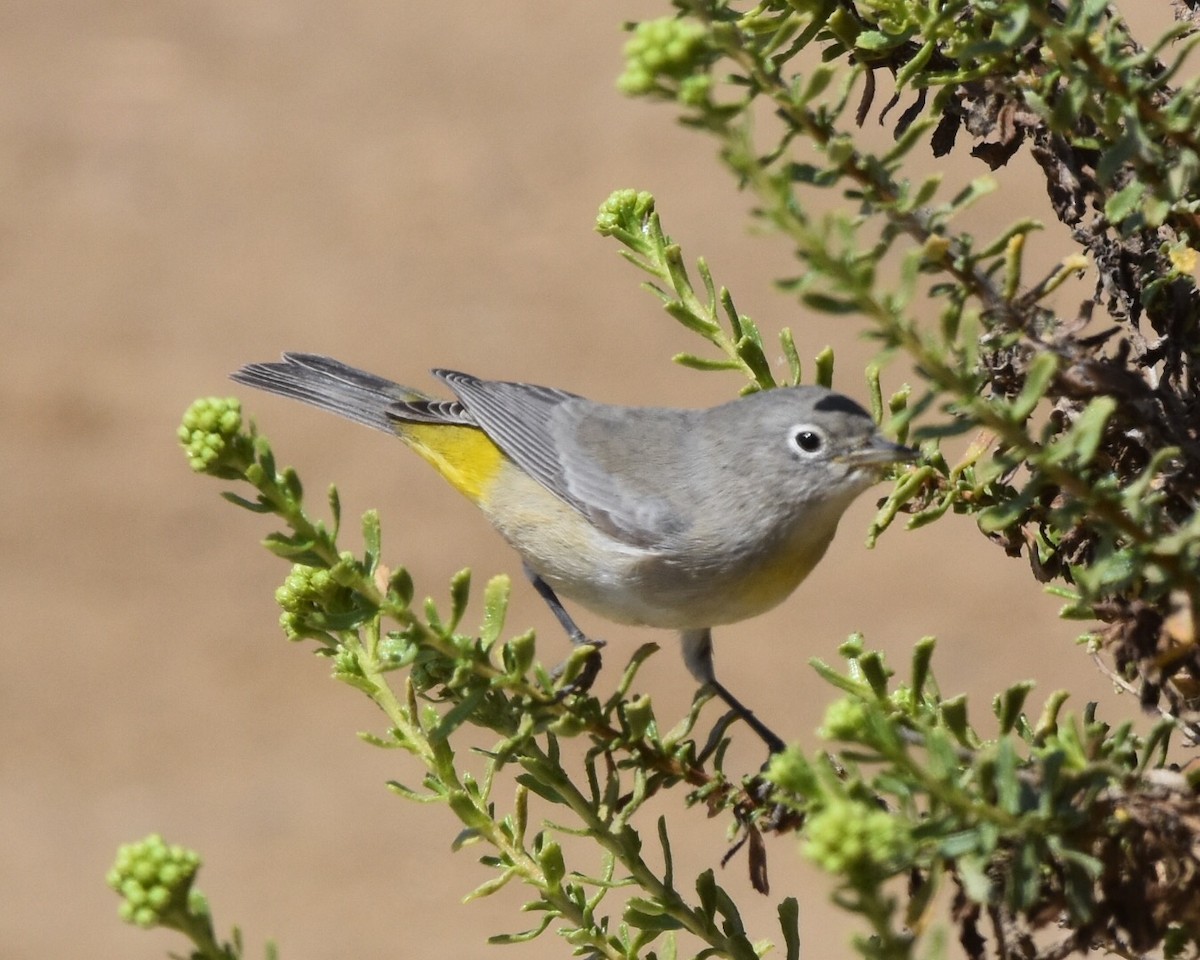 Virginia's Warbler - Don Hoechlin