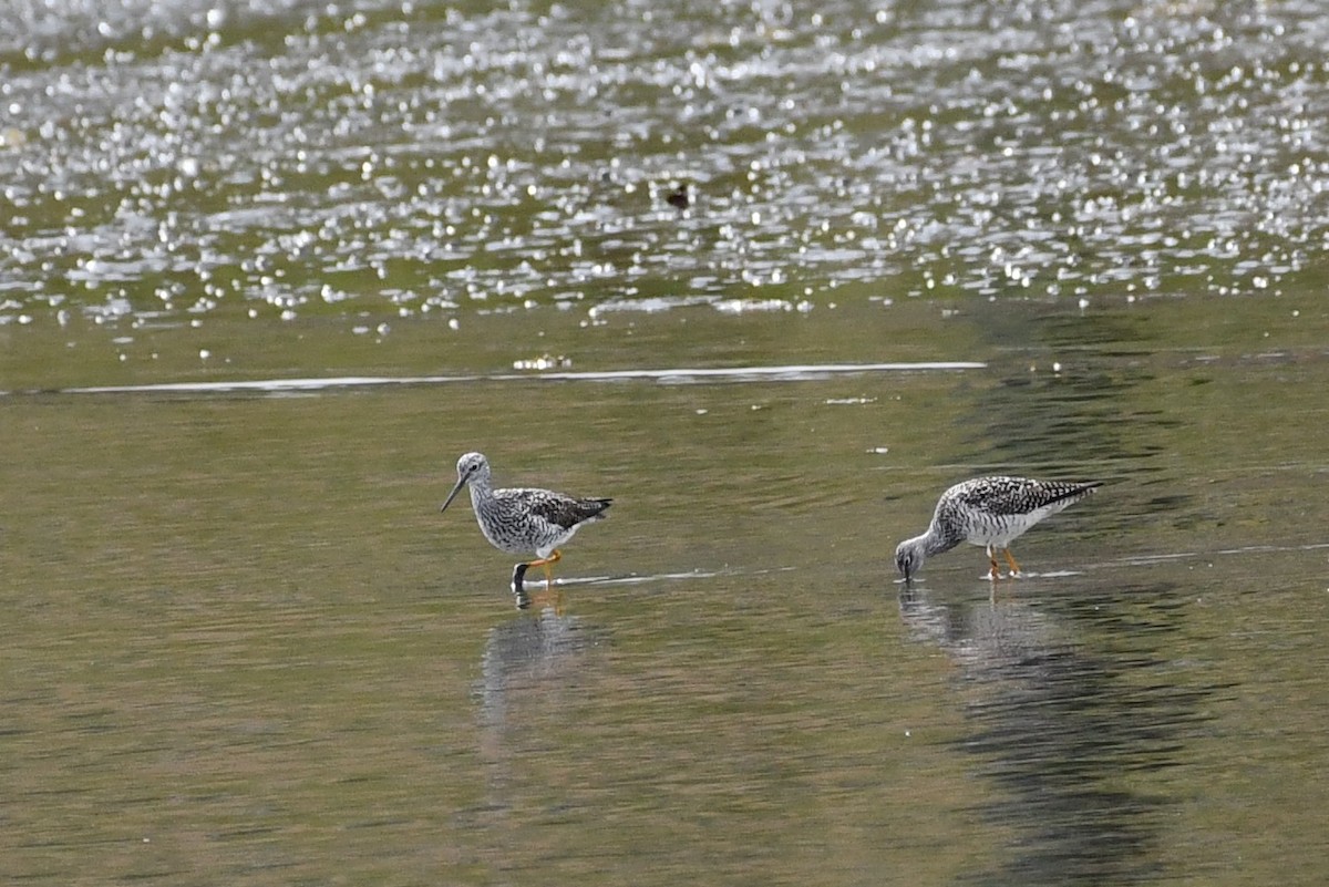 Greater Yellowlegs - Kevin Kelly