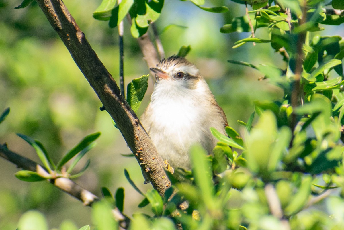 Stripe-crowned Spinetail - ML336821961