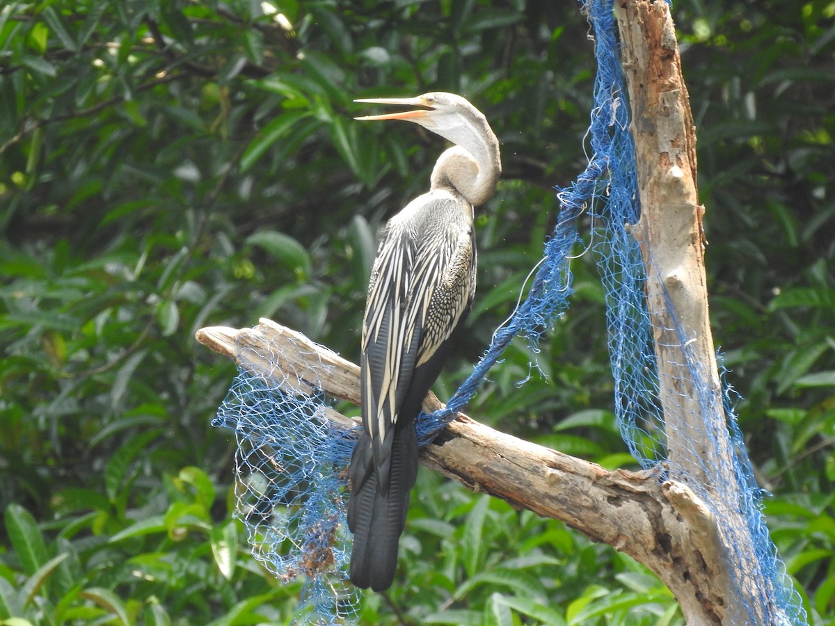 Oriental Darter - Raju Kidoor