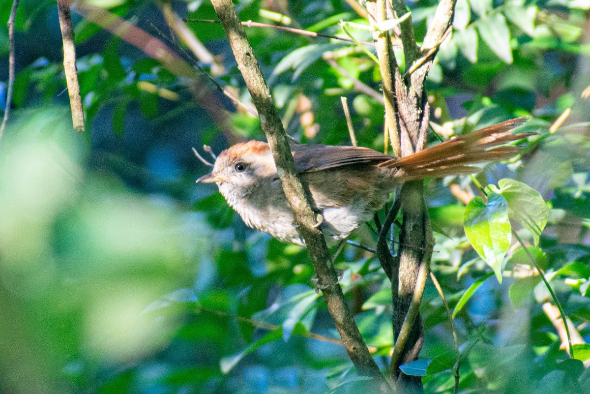Sooty-fronted Spinetail - ML336823261