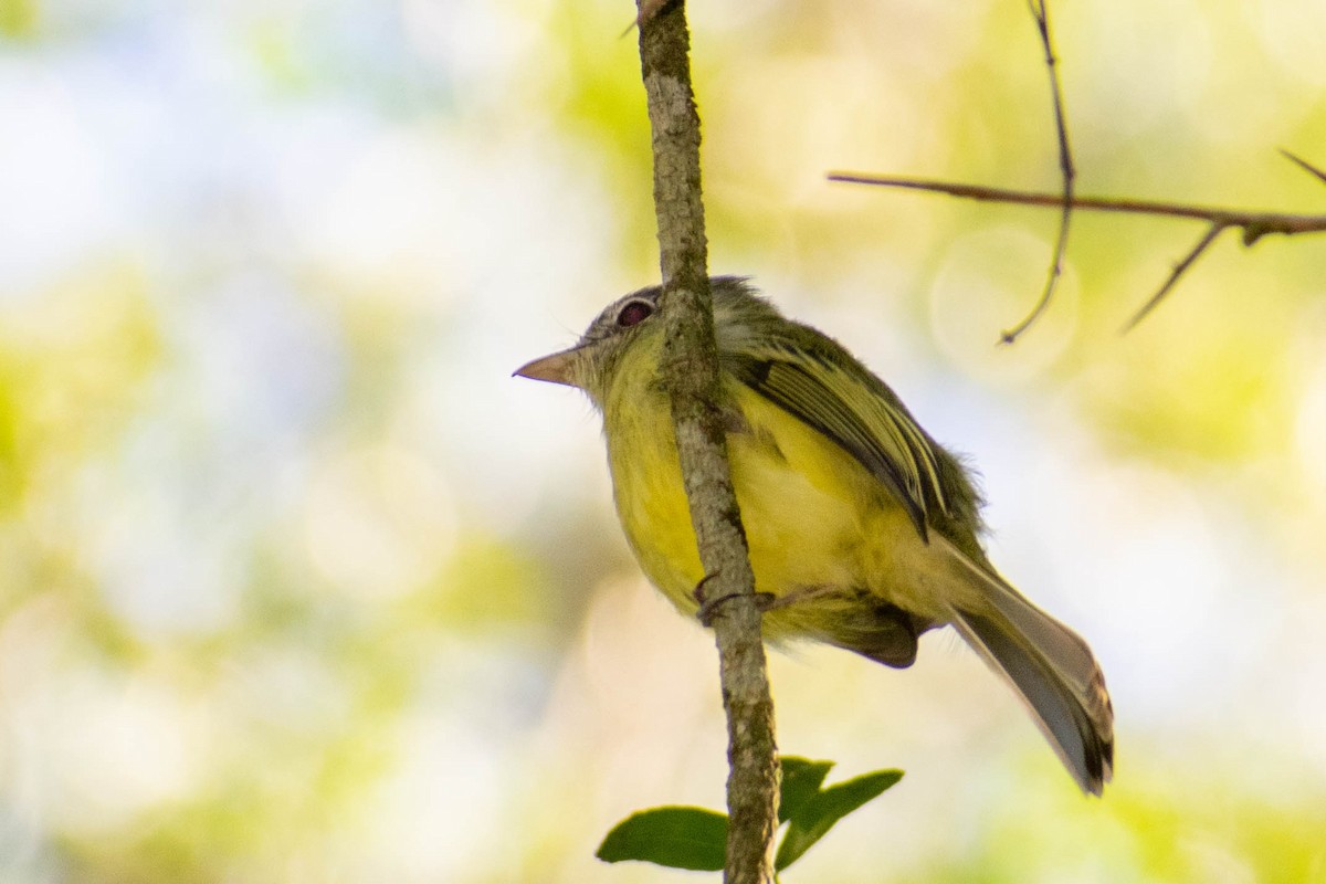 Yellow-olive Flatbill - Leandro Bareiro Guiñazú