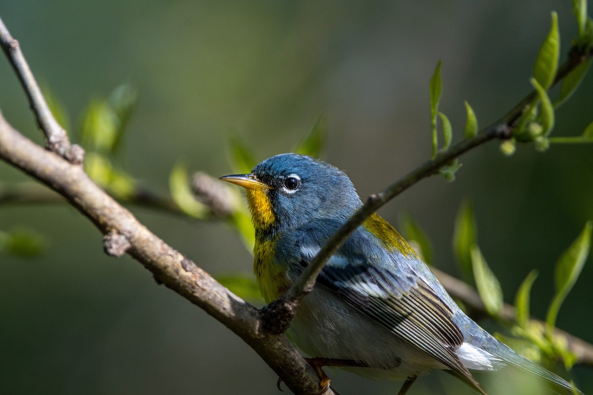 Northern Parula - ML336824291