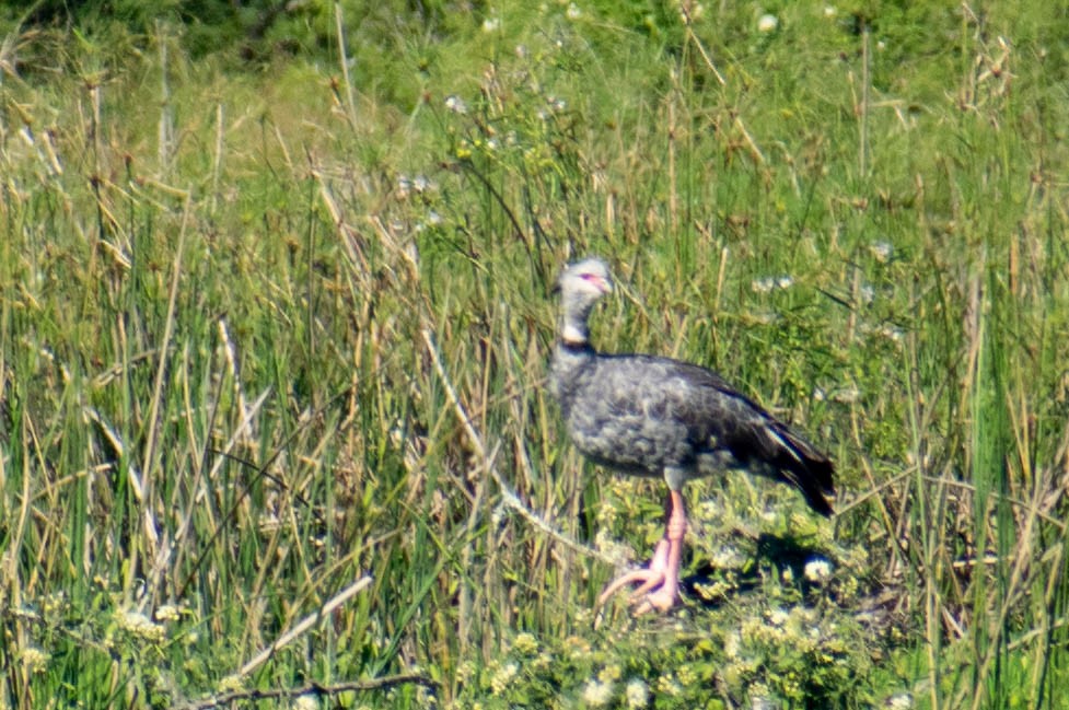 Southern Screamer - ML336825331