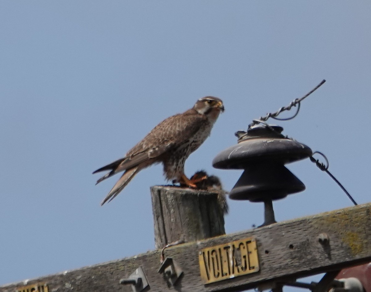 Prairie Falcon - ML336825561